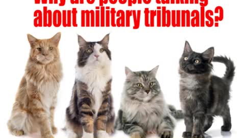 Kitties want to know about treason