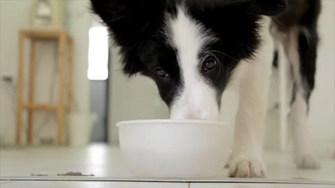 Dog drinking pet food😍