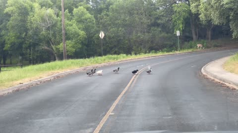 Traffic on the ranch