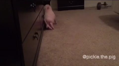 Pickle the Mini Pig Wobbles