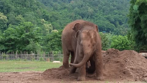 Cute Baby Elephant Pyi Mai Doesn't Want Her Playmate Take A Nap - ElephantNews
