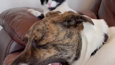 Dog wants to clean cats face!