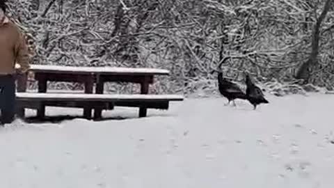After I chased these two wild turkeys in a vacant lot