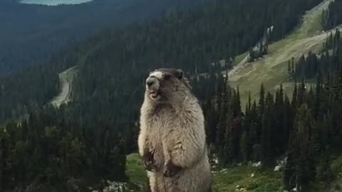 Marmot screaming on Blackcomb Mountain