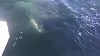 Oh my god! an encounter with the Great White Shark