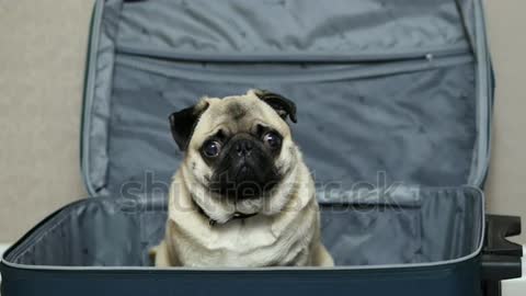 Close-up portrait of cute funny pug dog sitting in the suitcase. Dog traveling