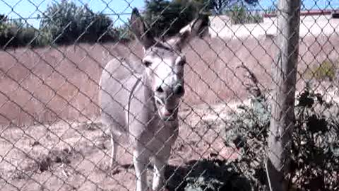 Cute Mule Saying Goodbye