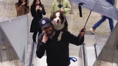 Man Carries His Scared Dog Up an Escalator