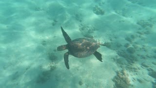 Serene Sea Turtle in Hawaii