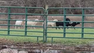 Sheep playing