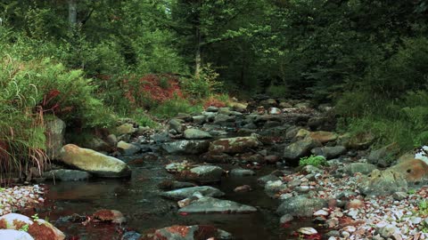 relax morning - along the river nature 🔥 ( no music )