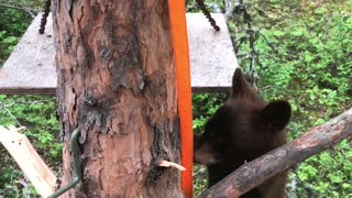 Bear Cub Climbs into Hunter's Tree