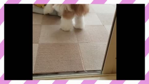 Two Shih Tzu puppies Fighting !