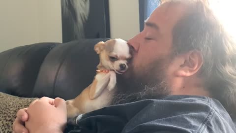 Dolly the Miniature Chihuahua is the Sweetest