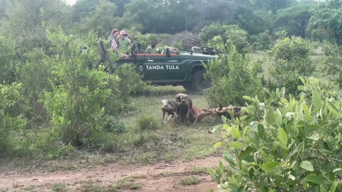 African Wild Dogs Feast on Impala Carcass