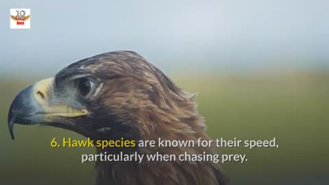 Top 20 Amazing Facts About Hawks