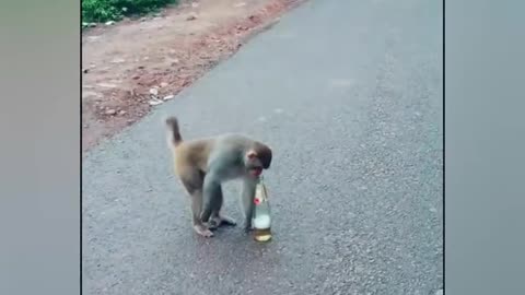 Monkey Funny TikTok video - It will make you laugh