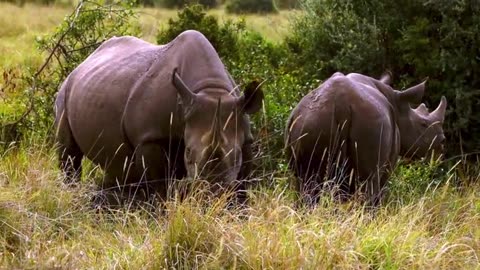 Protective rhinoceros mother keeps a close eye on her precious calf