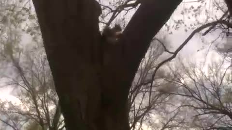 Squirrel Eating Bagel in Tree