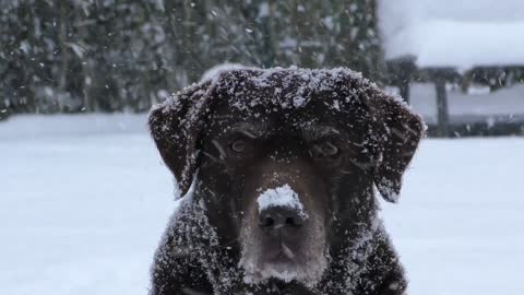 dog with ice