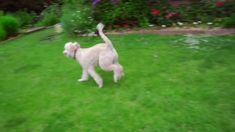 White labradoodle running grass Playful dog on garden backyard