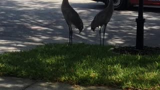 Florida raptor visit
