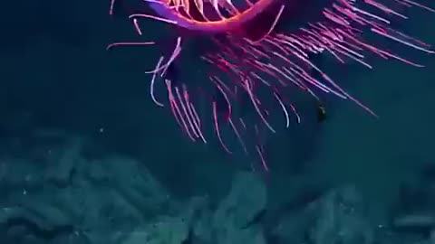 Beautiful Rare Deep Sea Jellyfish