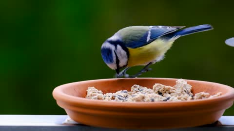Watch how birds eat