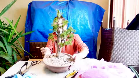 How to make bonsai 🌲 White spruce (Picea glauca conica) 🎄 From Christmas tree la bonsai
