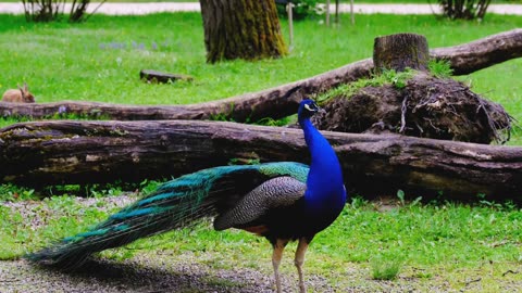 Peacock facts #animalsfacts #interesting #facts