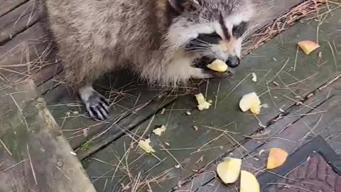 Sunny the Raccoon and her kits eating apples #shorts