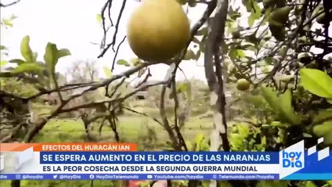 Pronostican aumento en precio de las naranjas a causa de Ian | Noticias Telemundo