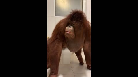 The smartest orangutan..