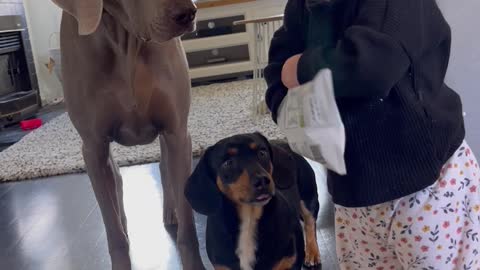 Baby Shares Snack with Weimaraner and Dachshund