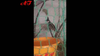 Birds reproduce in aviary - Birds sing