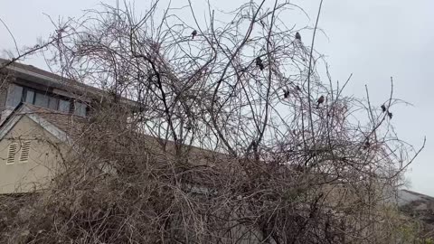 Northern cardinals