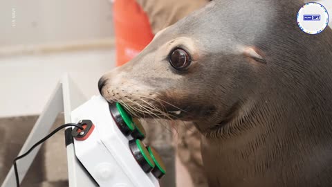 Sea lions taught how to play video games by US Navy scientists