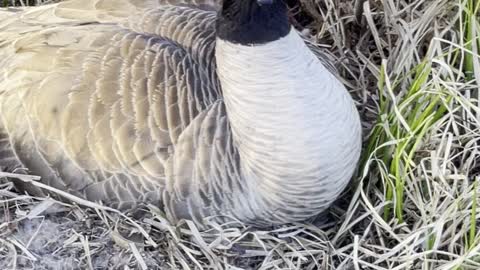 A family of Canadian geese incubating their eggs on the lakeshore