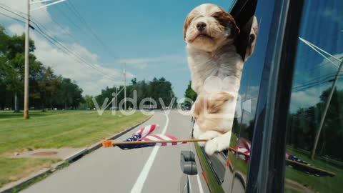 A Pair Of Funny Dogs With The Flag Of The United States Look Out The Window Of A Moving Car