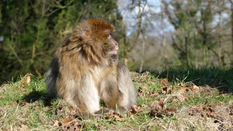The Barbary macaque