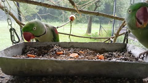 Aleksandret, Alexandrine Parakeet breakfast