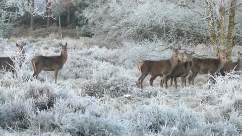 herd of deer