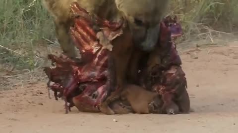 Hyena with her food