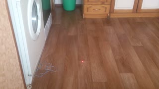 Cat playing with a laser