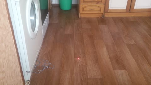 Cat playing with a laser