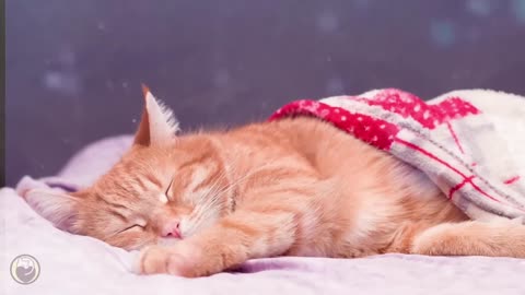 Music for cats - Music for relaxing sleep with purring sounds of cats