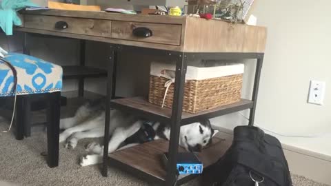 Dreaming Husky talks in his sleep
