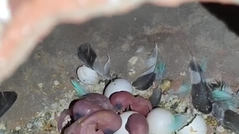 Love Birds Eggs Going to Hatch | Part 3