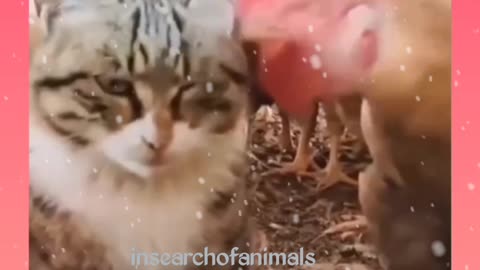 Cats don't like mischief. This video contains a naughty game of cats