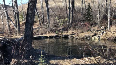 Loose Dog Harassing Beaver